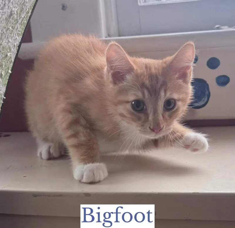 Bigfoot thumbnail 2