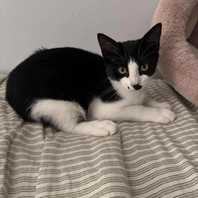 A baby small-sized male Domestic Short Hair cat named Montgomery for adoption in Minneapolis, MN