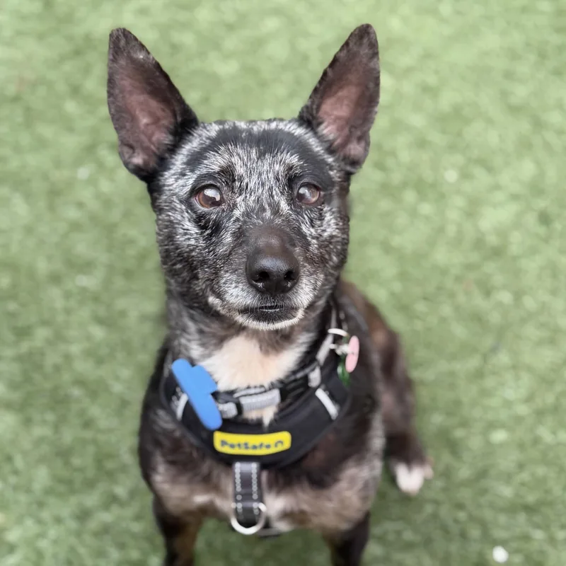 An adult medium-sized male Australian Cattle Dog / Blue Heeler dog named Joxer for adoption in Itasca, IL