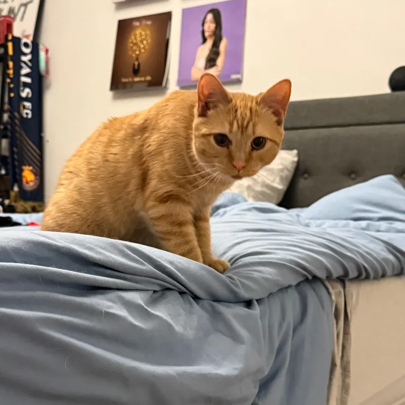 A young small-sized female Orange / Red Domestic Short Hair cat named Dublin for adoption in Staten Island, NY