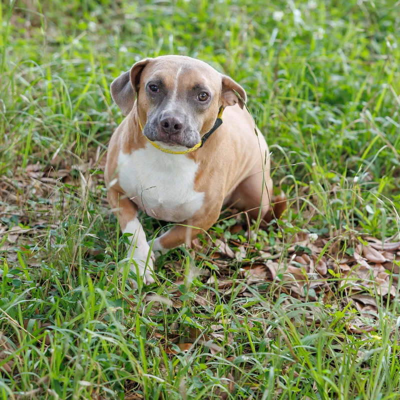 An adult medium-sized male Terrier dog named Blink for adoption in Picayune, MS