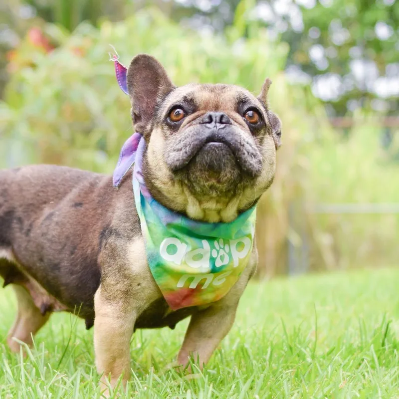A senior small-sized female Brown / Chocolate Mixed Breed dog named Dumpling for adoption in Kailua Kona, HI