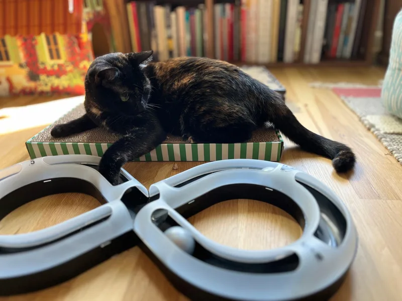 A young medium-sized female Tortoiseshell Domestic Short Hair cat named Slice for adoption in Seattle, WA