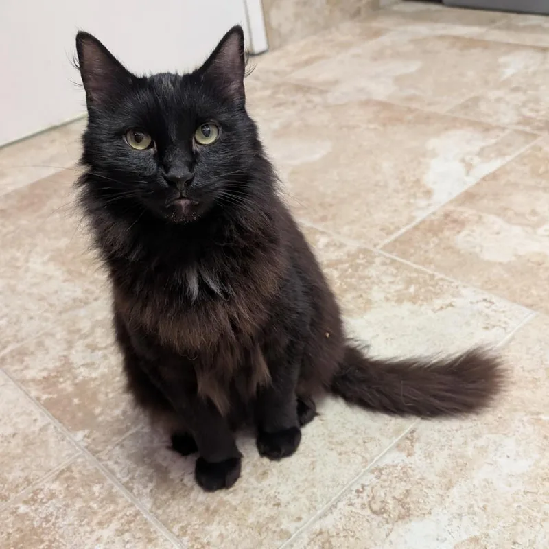An adult large-sized male Gray / Blue / Silver Domestic Short Hair cat named Basilisk for adoption in Titusville, FL