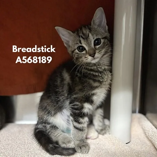 A baby small-sized female Domestic Short Hair cat named Breadstick for adoption in Huntsville, AL