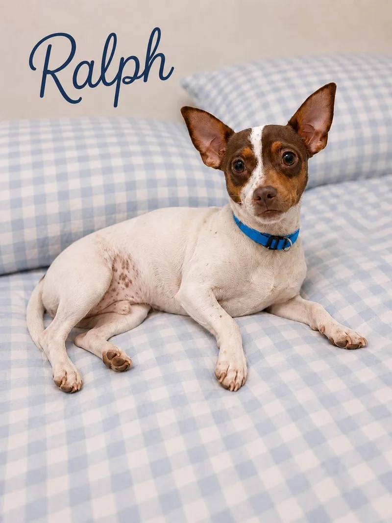 A young small-sized male White / Cream Fox Terrier dog named Ralph for adoption in Liverpool, TX