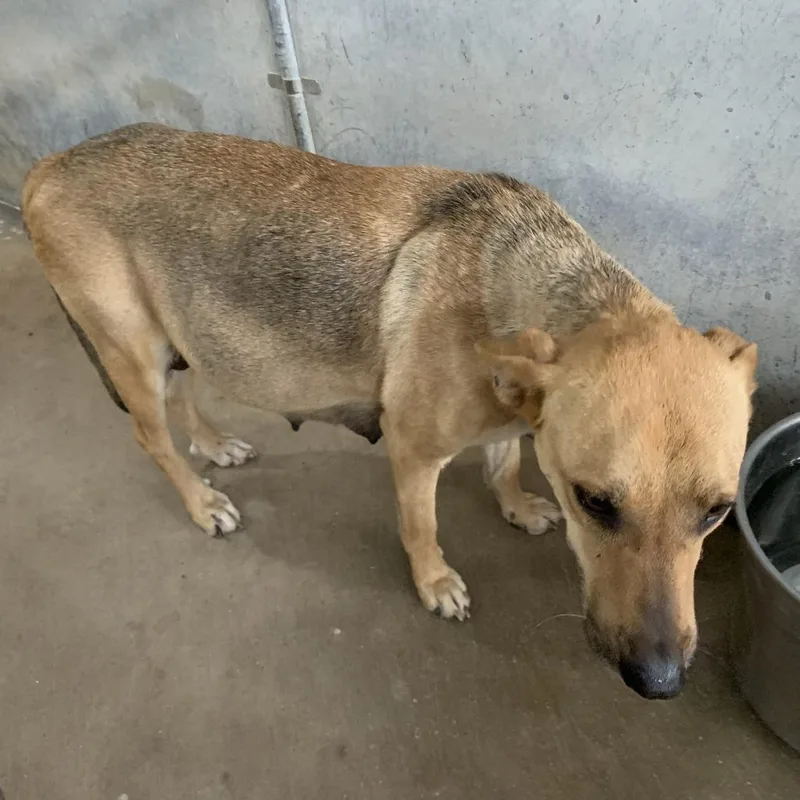 An adult medium-sized female Brown / Chocolate Shepherd dog named Aloha for adoption in Edinburg, TX