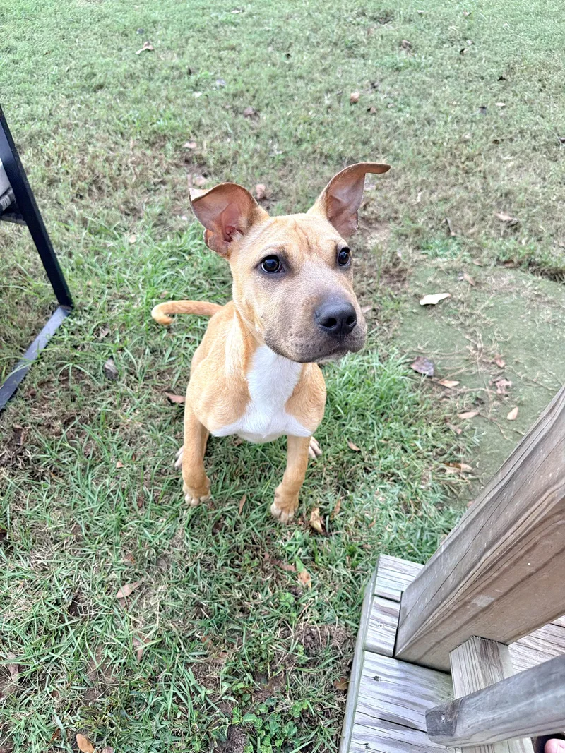 A young medium-sized female Pit Bull Terrier dog named Daphne for adoption in Vanceboro , NC