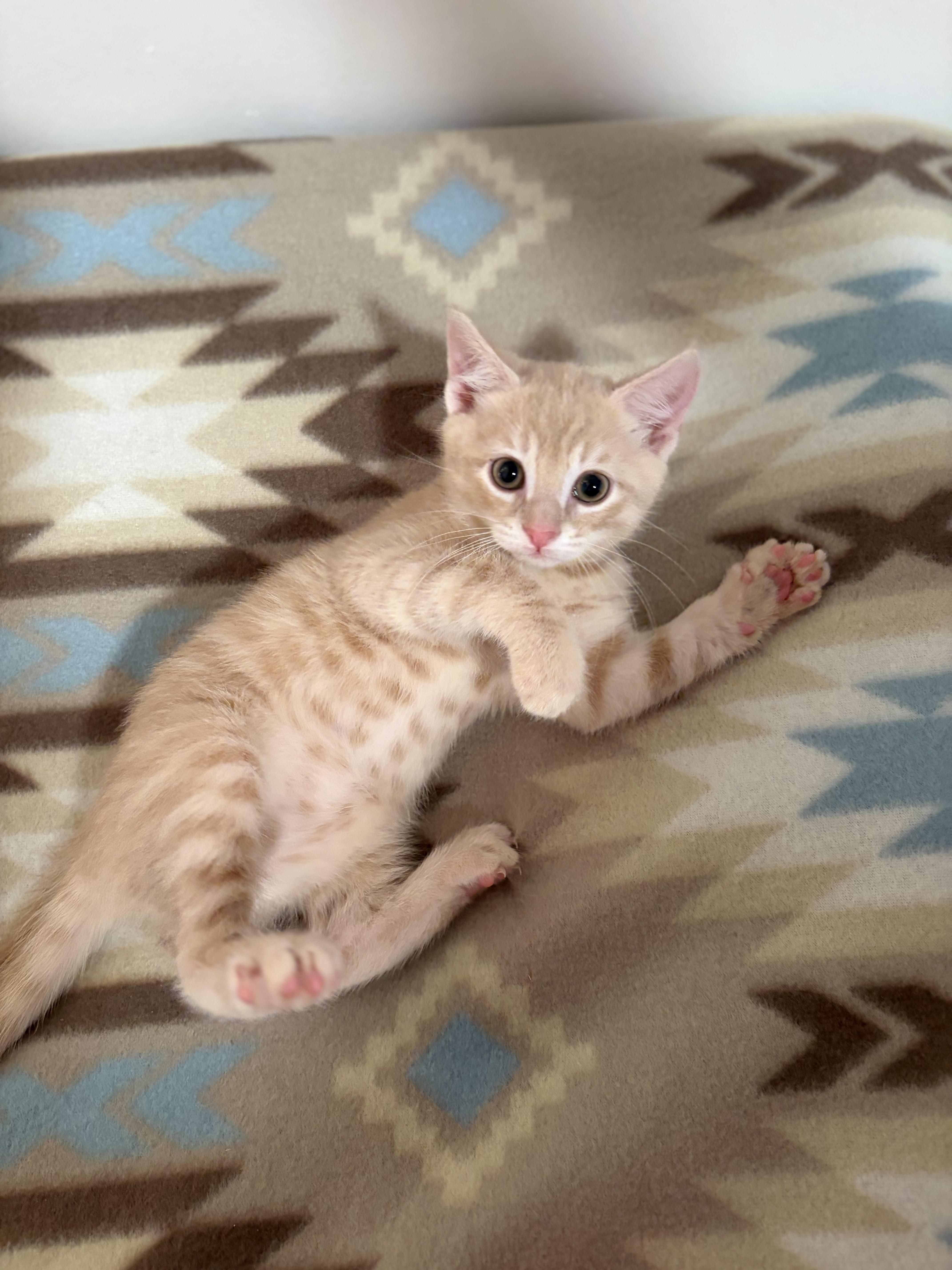 A baby medium-sized male Domestic Short Hair cat named Cheddar for adoption in Mechanicsburg, PA