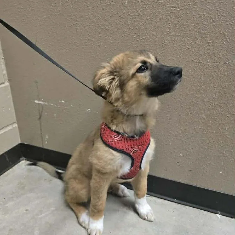 Handsomehal D Arriving