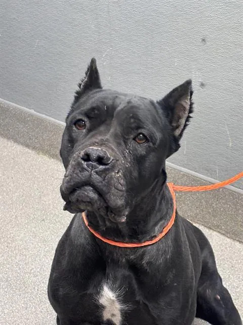 An adult large-sized female Cane Corso dog named Lumani for adoption in Las Vegas, NV