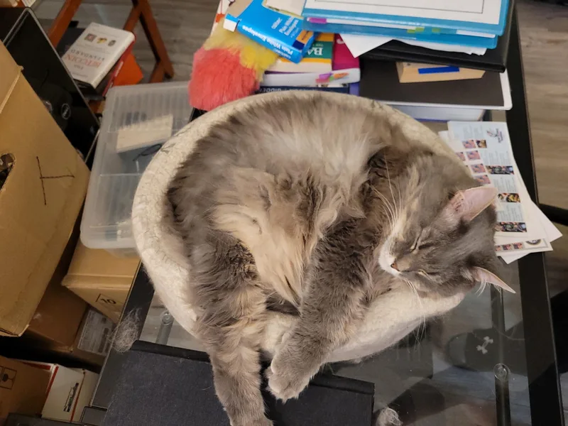 Muffin Aka Woody