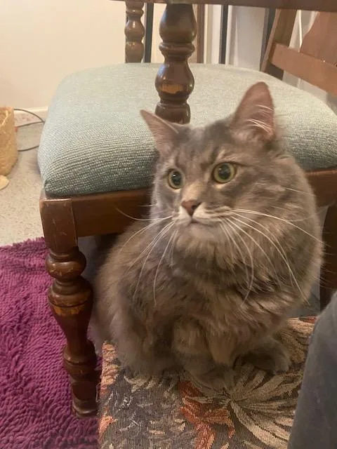 Muffin Aka Woody thumbnail 5