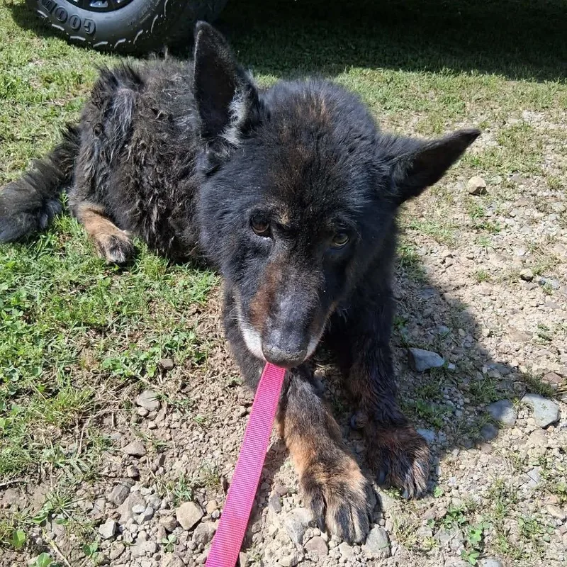 A senior medium-sized male Black German Shepherd Dog dog named Gramps for adoption in Hackett, AR