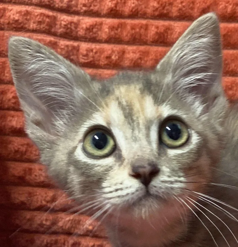 Piper