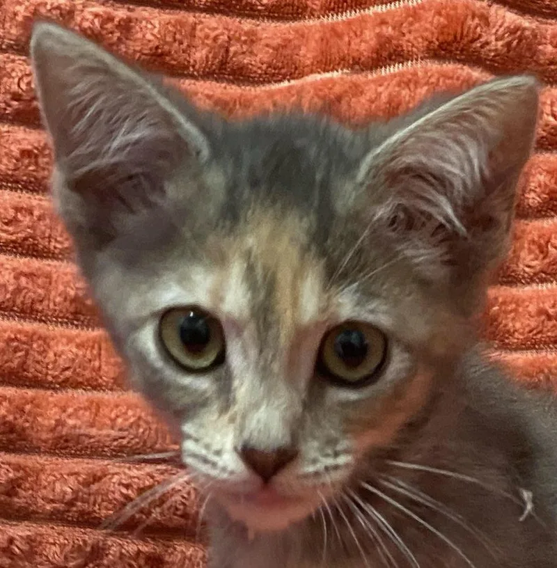 Piper thumbnail 4