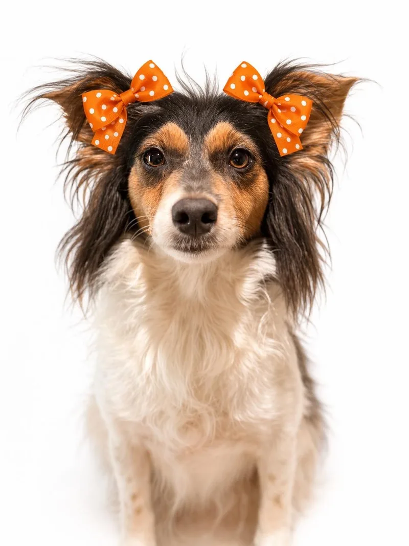 An adult small-sized female White / Cream Rat Terrier dog named Eloise for adoption in Mansfield, TX