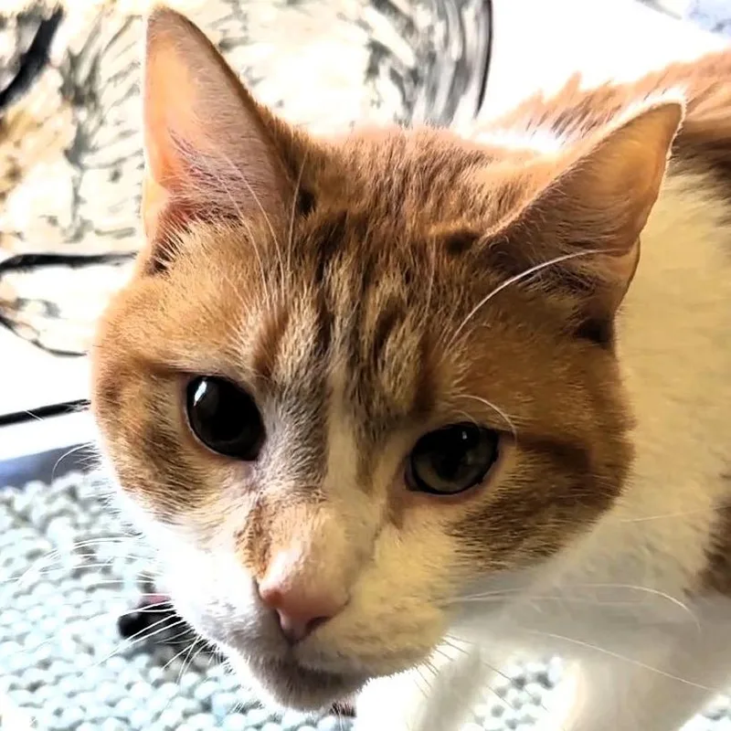 An adult small-sized female Orange / Red Domestic Short Hair cat named Little for adoption in Shawnee, KS