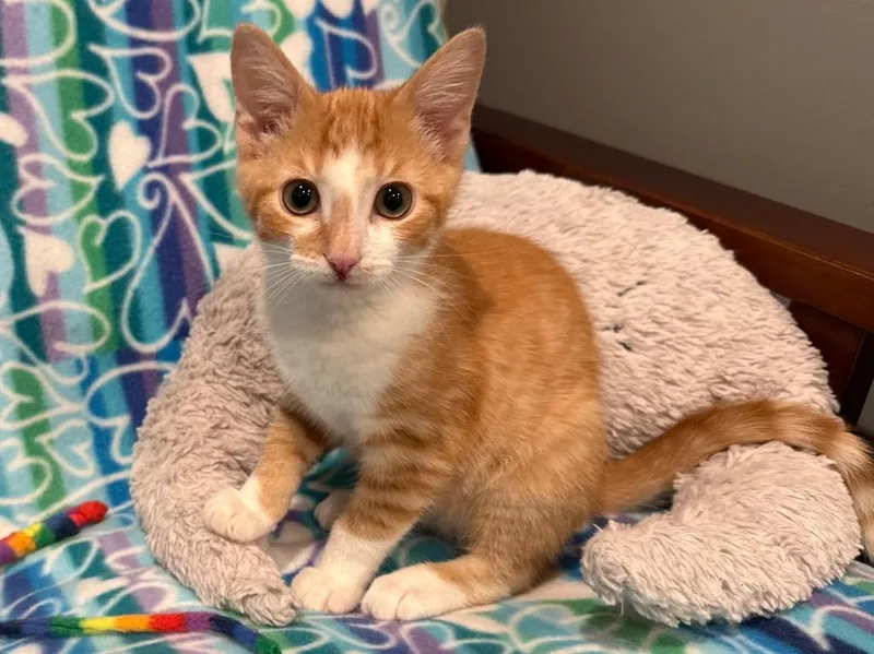 Simba
