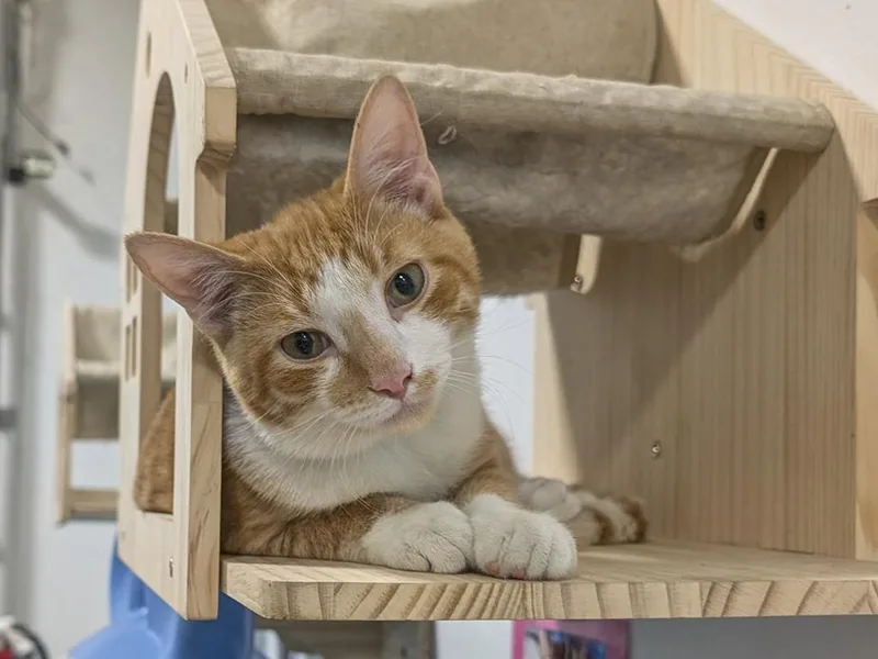 Simba thumbnail 2