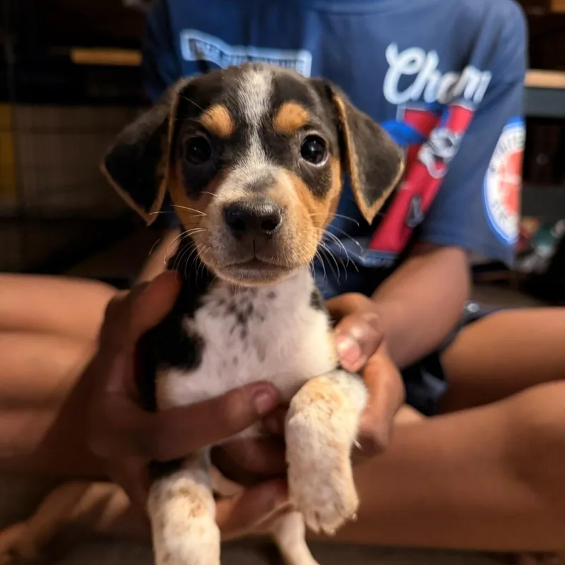 Huckle