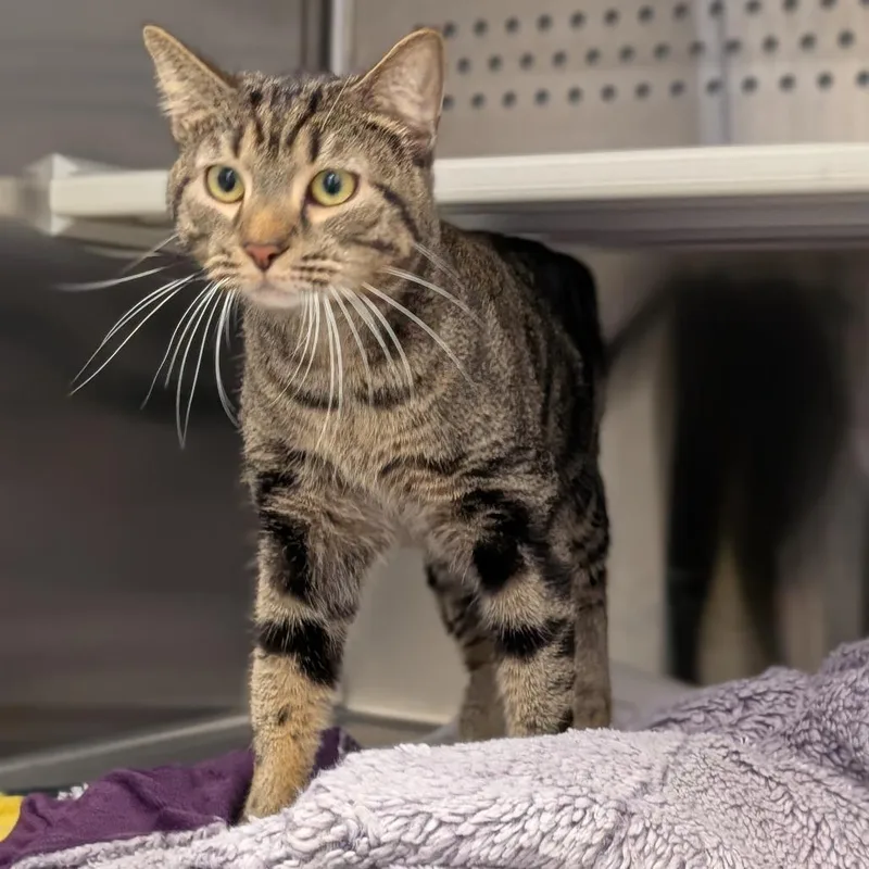 A young medium-sized male Brown / Chocolate Domestic Short Hair cat named Arlo for adoption in Pittsburgh, PA