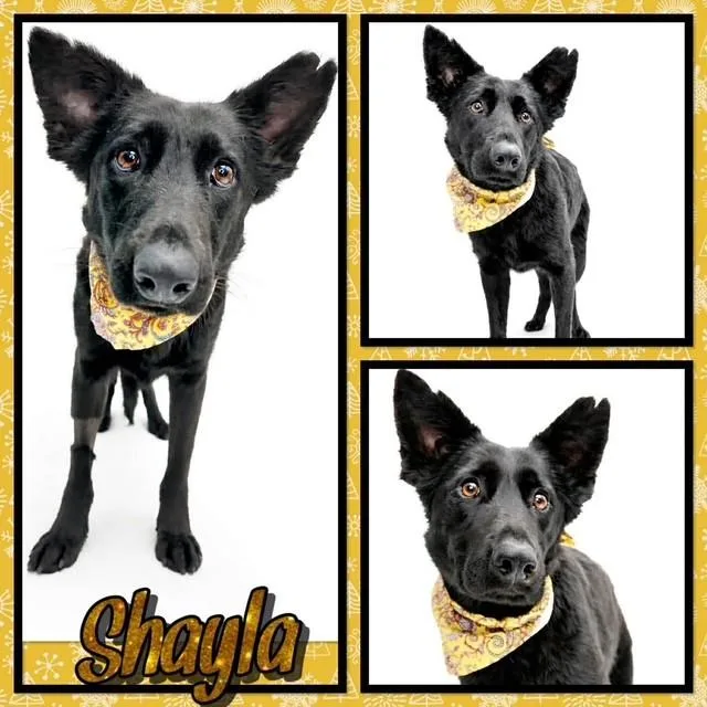 An adult medium-sized female Black German Shepherd Dog dog named Shayla for adoption in Watauga, TX