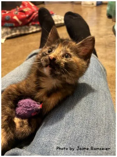 A baby medium-sized female Domestic Short Hair cat named Almond for adoption in Oak Ridge, TN