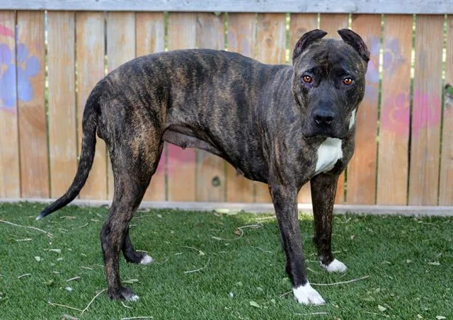 An adult medium-sized female Pit Bull Terrier dog named Kira for adoption in West Valley City, UT