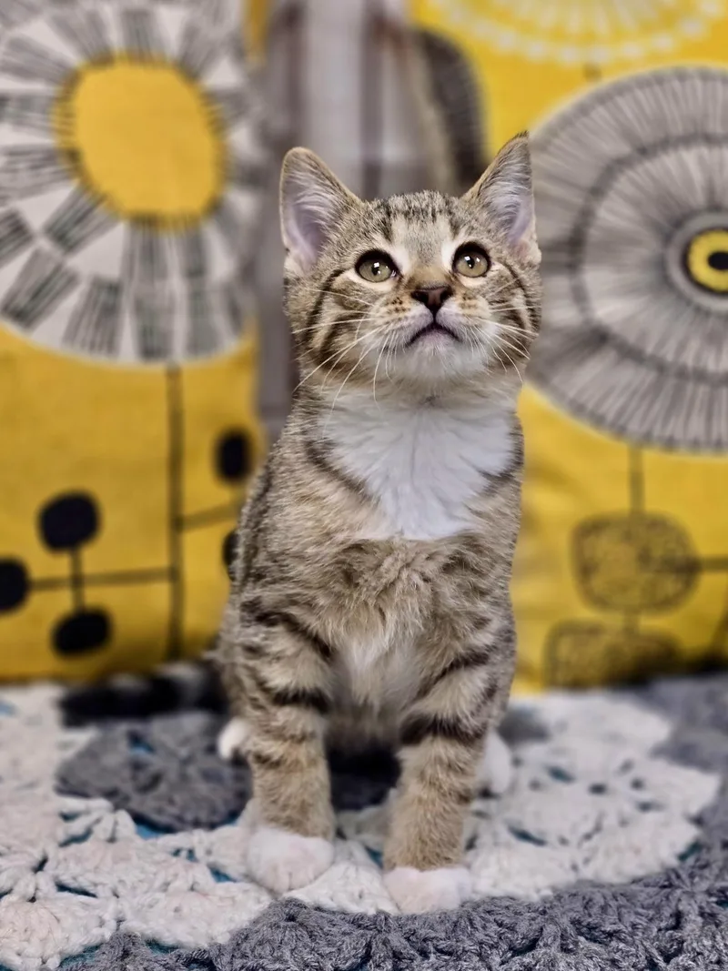 A young medium-sized male Tabby (Buff / Tan / Fawn) Domestic Short Hair cat named Ash for adoption in Effingham, IL