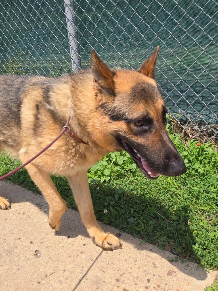 Ruger