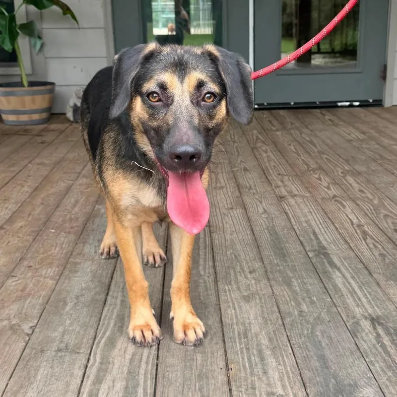 An adult medium-sized female Hound dog named Alice for adoption in Minneapolis, MN
