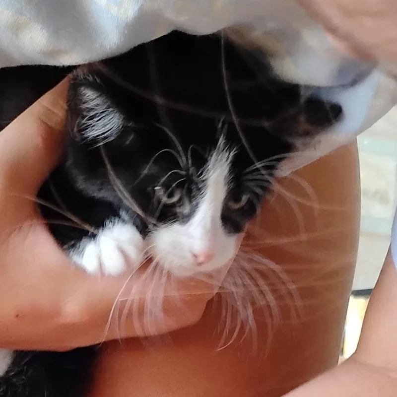 A baby small-sized male Black Domestic Short Hair cat named Thing for adoption in Grantsville, UT