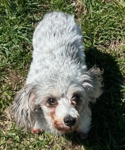 A senior small-sized female Cockapoo dog named Luna for adoption in Blountville, TN