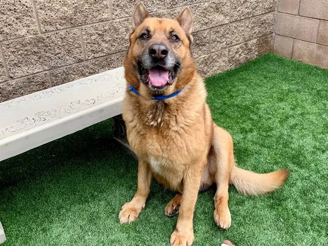 An adult large-sized male Yellow / Tan / Blond / Fawn German Shepherd Dog dog named Save Me Please! Samuel for adoption in San Marcos, CA