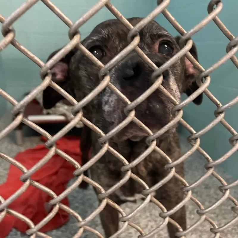 A senior medium-sized female Brindle Mixed Breed dog named Prissy for adoption in Port Charlotte, FL