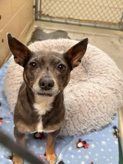 An adult small-sized female Chihuahua dog named Mama for adoption in Fairfield, CA