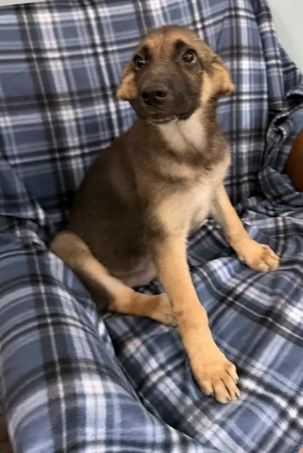 A baby large-sized male Black German Shepherd Dog dog named Axel Avenger for adoption in Andover, MA
