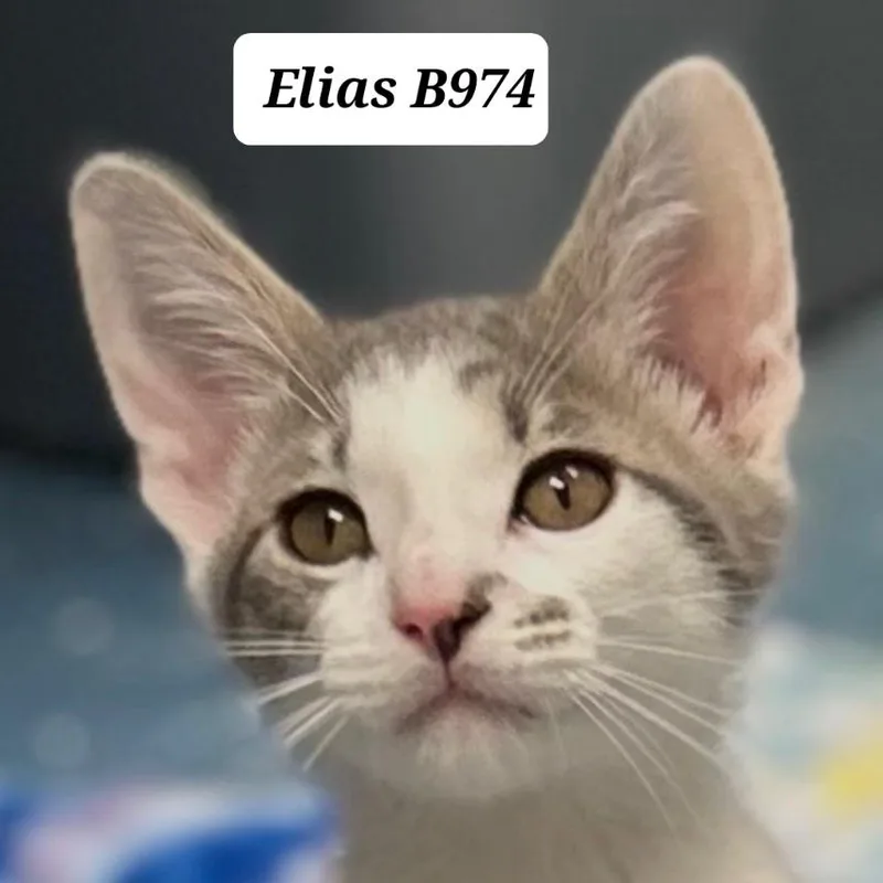 A baby medium-sized male Tabby (Gray / Blue / Silver) Domestic Short Hair cat named Elias for adoption in Morganton, NC