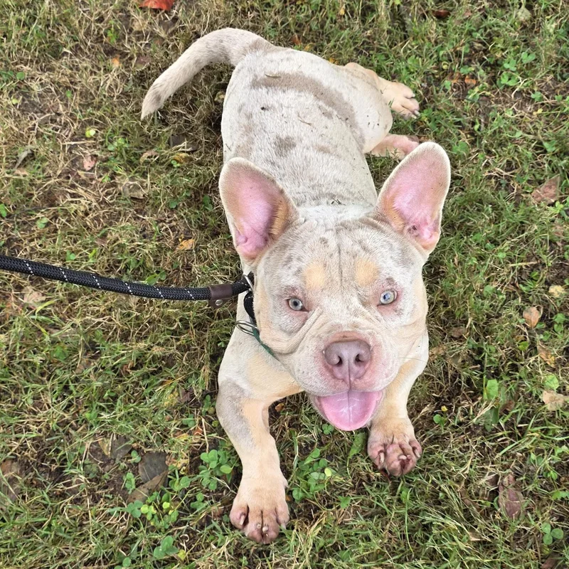 An adult medium-sized male Mixed Breed dog named Merlin for adoption in Greensboro, NC
