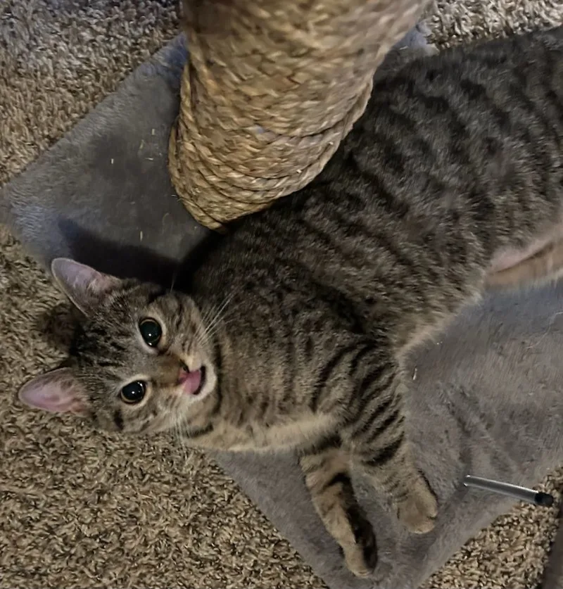 A young medium-sized female American Shorthair cat named Piper for adoption in Eagle Bridge, NY