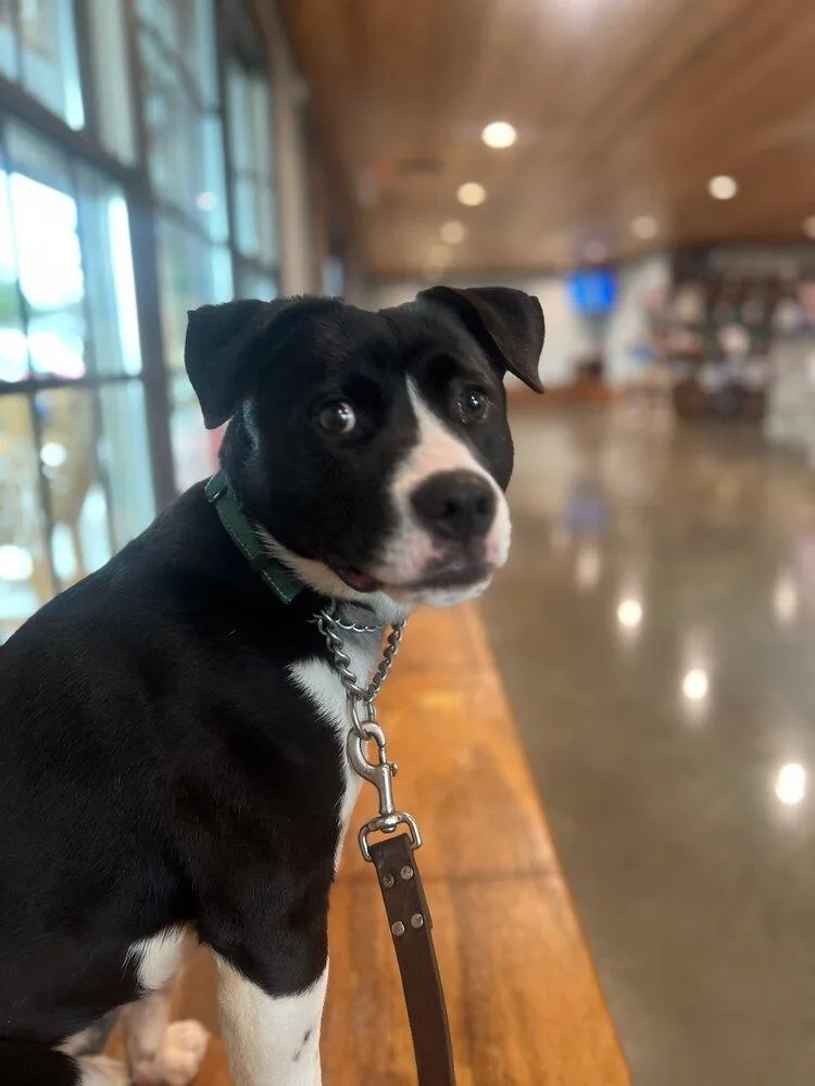 A young medium-sized female Tricolor (Brown, Black, & White) Terrier dog named Tegan for adoption in Barnesville, GA