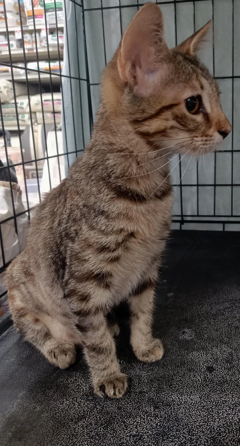 A baby small-sized female Tabby (Brown / Chocolate) Domestic Short Hair cat named Sasha for adoption in Yorba Linda, CA