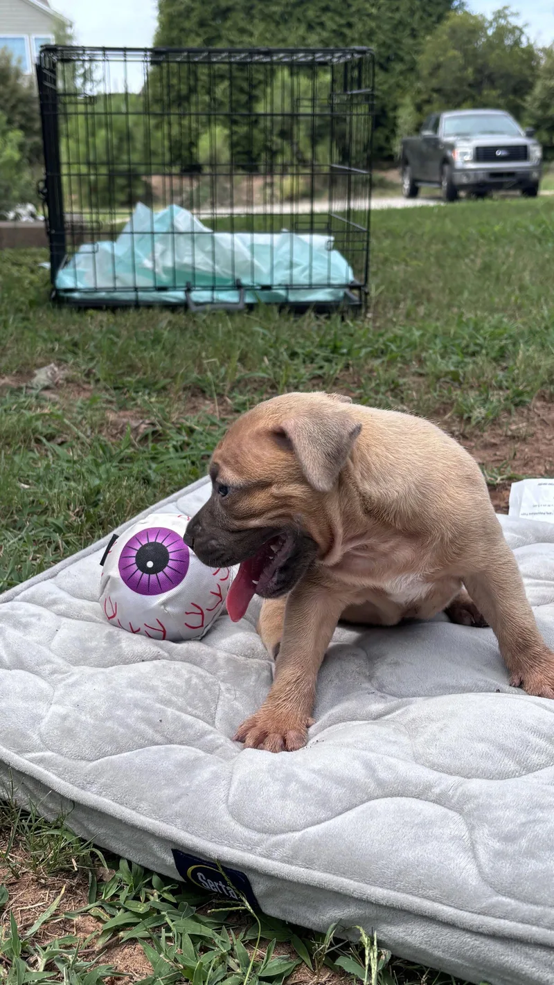 A baby medium-sized female American Staffordshire Terrier dog named Twinkie Cora's Litter for adoption in Holly Springs, NC