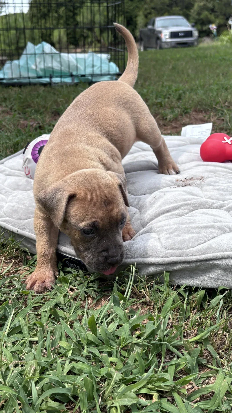 Twinkie  Cora's Litter thumbnail 2