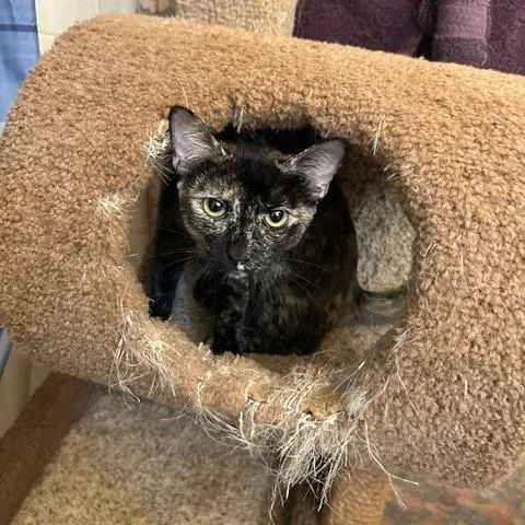 A young medium-sized female Black Domestic Short Hair cat named Katie for adoption in League City, TX