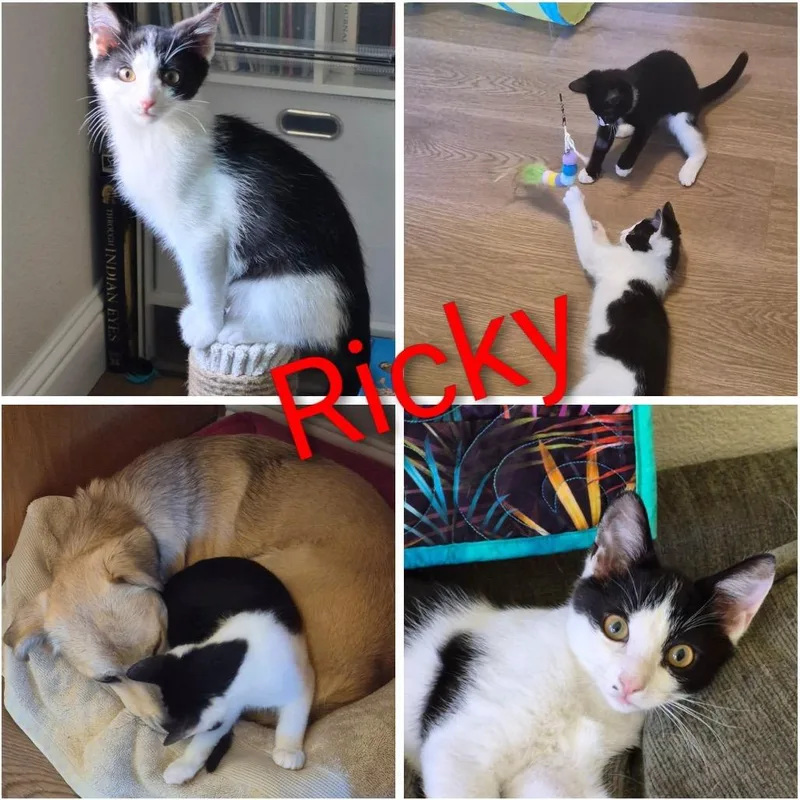A baby small-sized male Black Domestic Short Hair cat named Ricky for adoption in Orangevale, CA