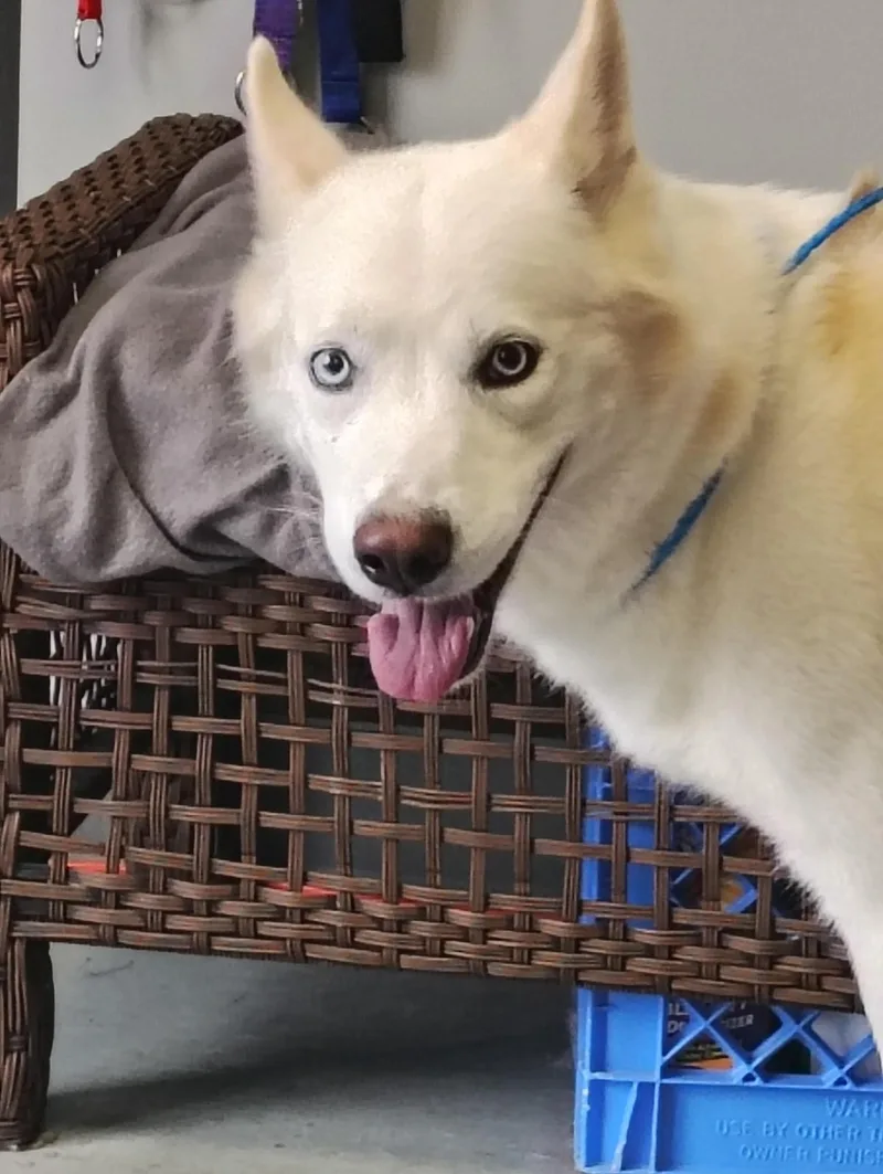 A young medium-sized male Husky dog named Zero for adoption in Taylorsville, KY