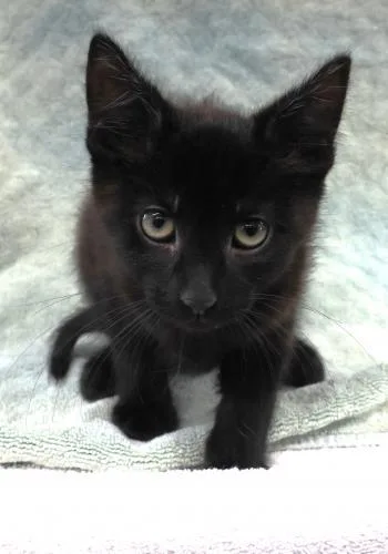 A baby medium-sized male Domestic Short Hair cat named Remmington for adoption in Thief River Falls, MN