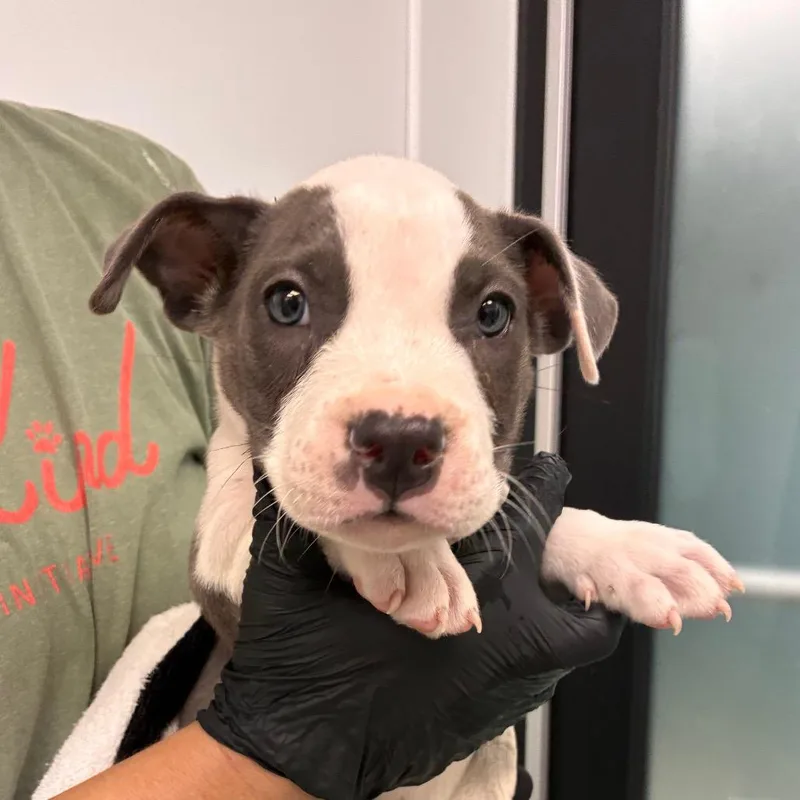 A baby small-sized male White / Cream Pit Bull Terrier dog named Bluey for adoption in Abilene, TX